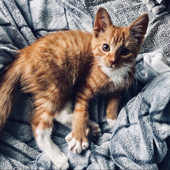 🎉 MEET THE POSHER 🎉 - Picture 6 of 10